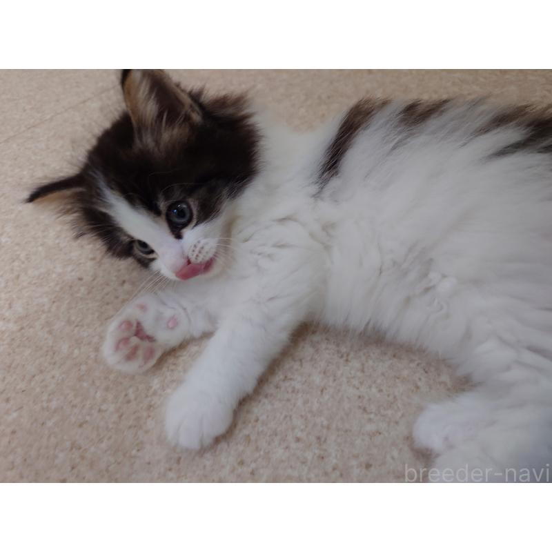 販売中の埼玉県のノルウェージャンフォレストキャット-127522の7枚目
