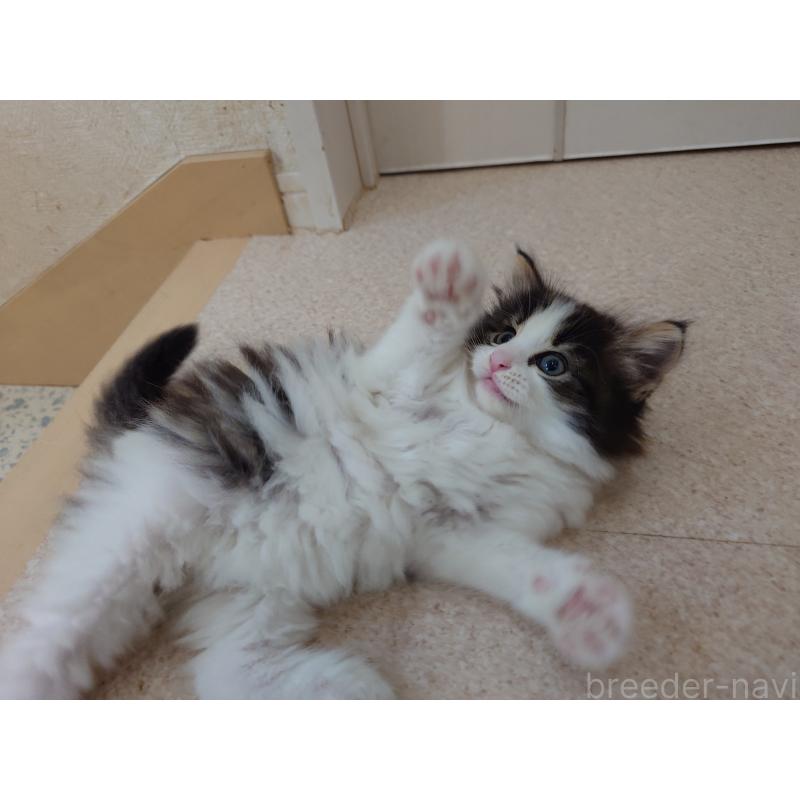 販売中の埼玉県のノルウェージャンフォレストキャット-127522の4枚目