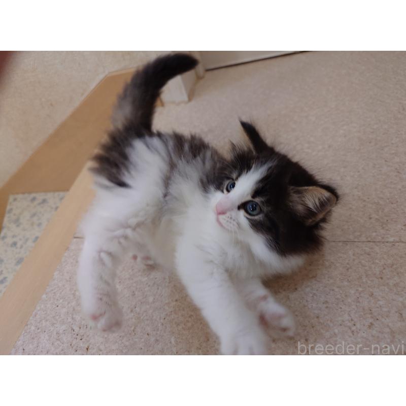 販売中の埼玉県のノルウェージャンフォレストキャット-127522の2枚目