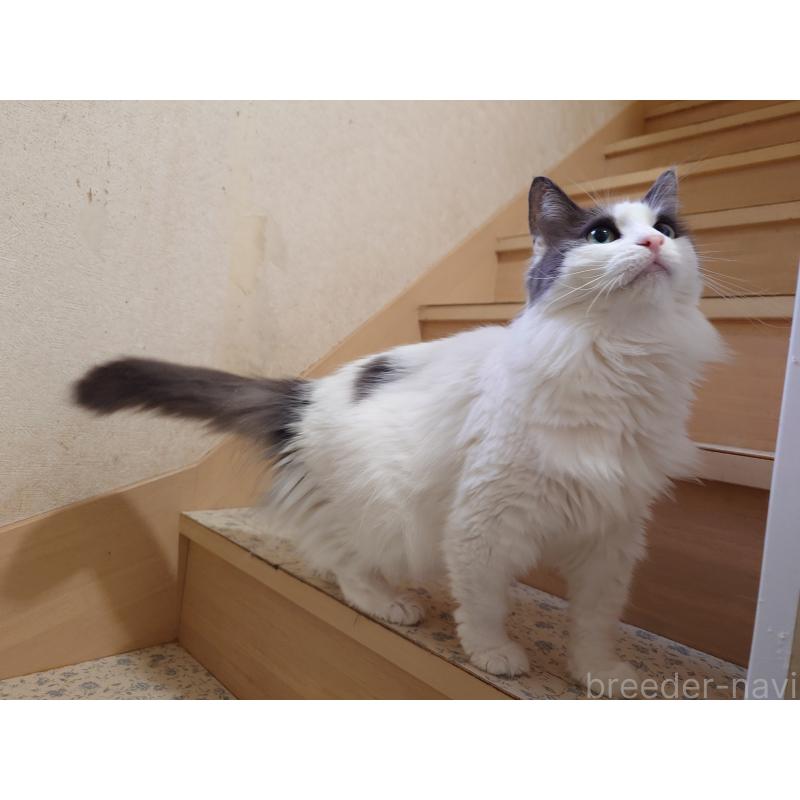 販売中の埼玉県のノルウェージャンフォレストキャット-103929の3枚目