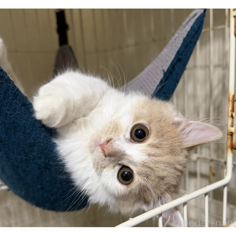 販売中の埼玉県のスコティッシュフォールド-124878の48枚目