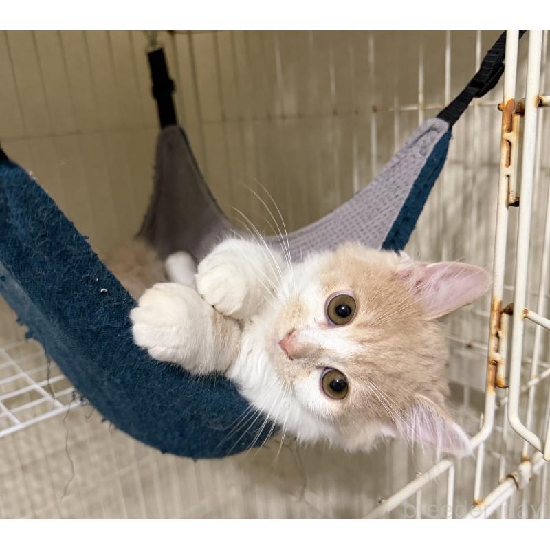 販売中の埼玉県のスコティッシュフォールド-124878の47枚目