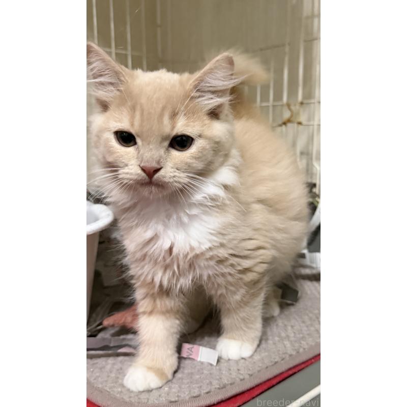 販売中の埼玉県のスコティッシュフォールド-124872の46枚目