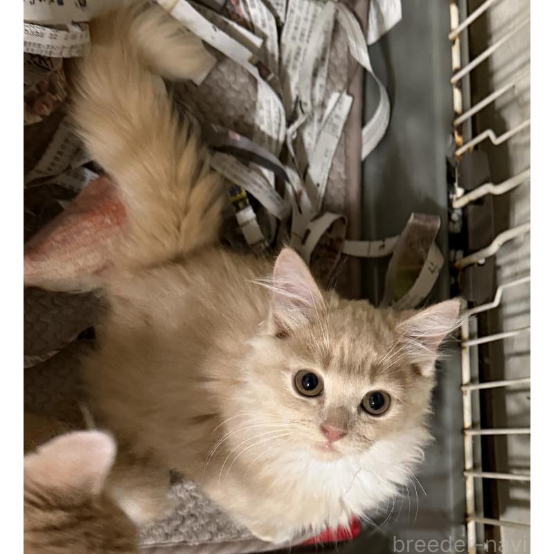 販売中の埼玉県のスコティッシュフォールド-124872の45枚目