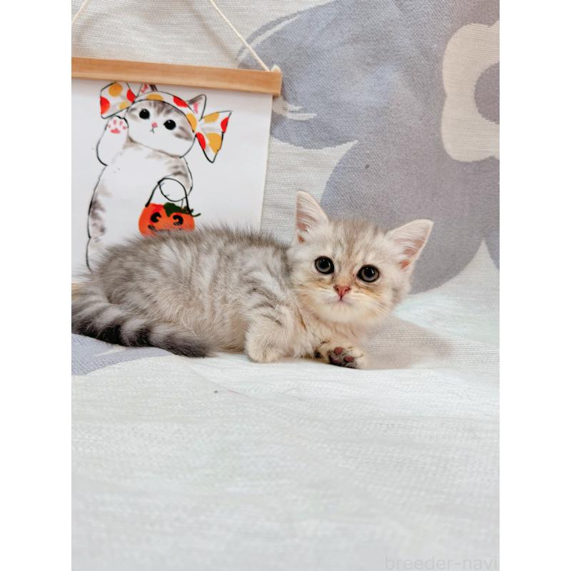 販売中の千葉県のブリティッシュショートヘア-126896の11枚目