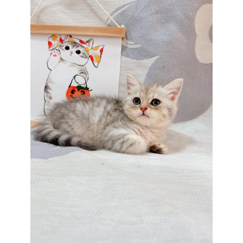 販売中の千葉県のブリティッシュショートヘア-126896の10枚目