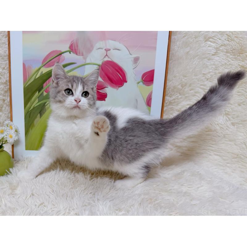 成約済の千葉県のマンチカン-129776の10枚目