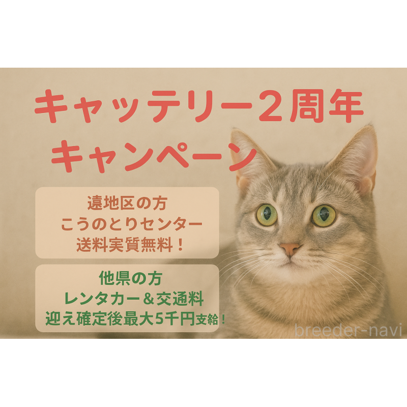 販売中の千葉県のブリティッシュショートヘア-126896の2枚目
