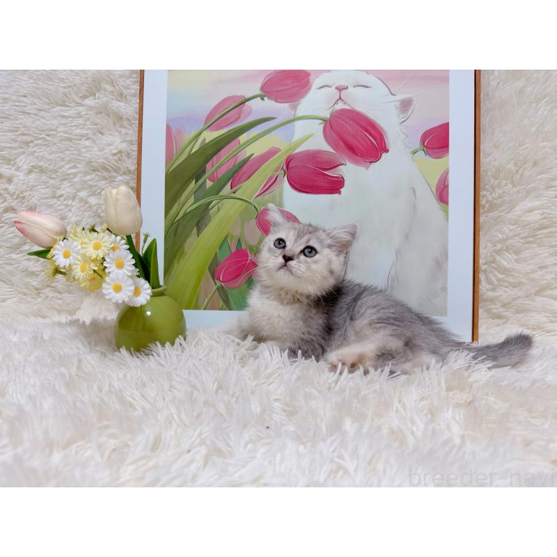 販売中の千葉県のマンチカン-129545の10枚目