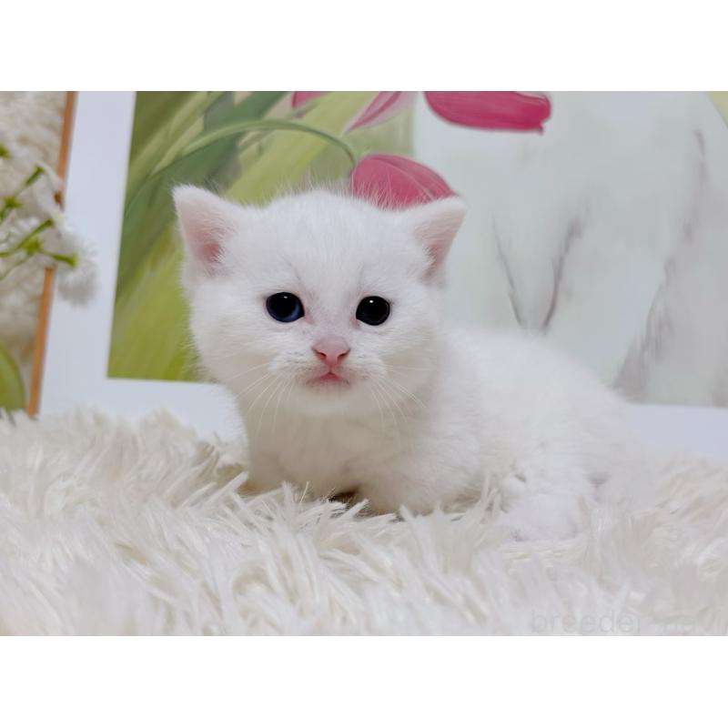 販売中の千葉県のマンチカン(短足)-129198の8枚目