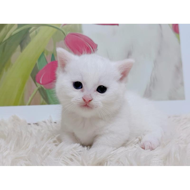 販売中の千葉県のマンチカン(短足)-129198の7枚目