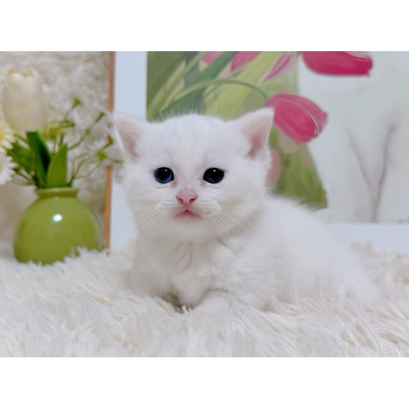 販売中の千葉県のマンチカン(短足)-129198の6枚目