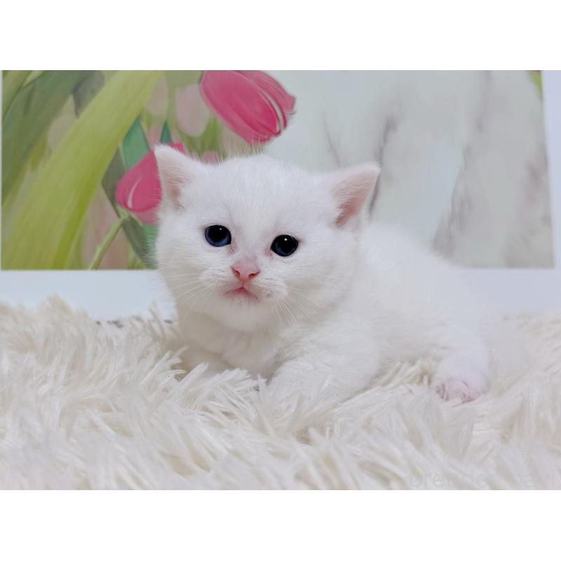 販売中の千葉県のマンチカン(短足)-129198の5枚目