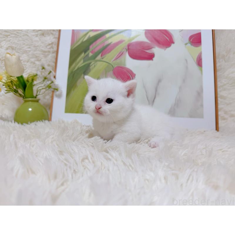 販売中の千葉県のマンチカン(短足)-129198の4枚目