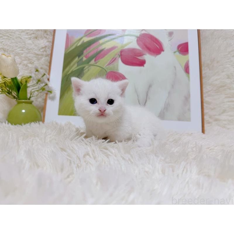 販売中の千葉県のマンチカン(短足)-129198の3枚目