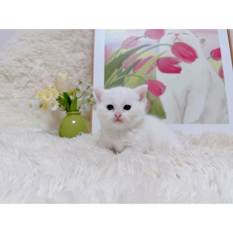 販売中の千葉県のマンチカン(短足)-129198の2枚目