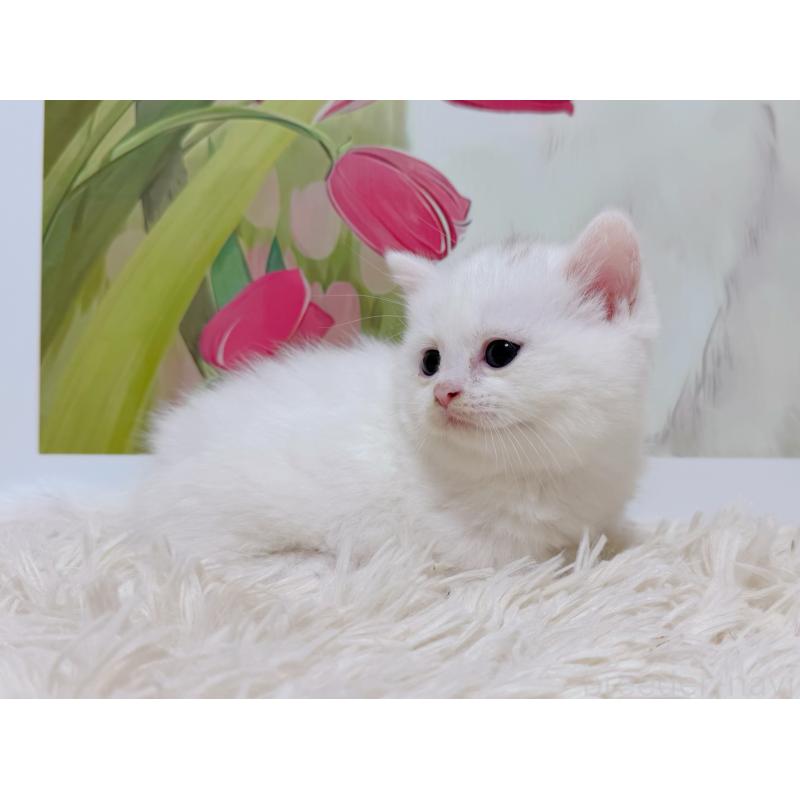 販売中の千葉県のミヌエット(短足)-129197の10枚目