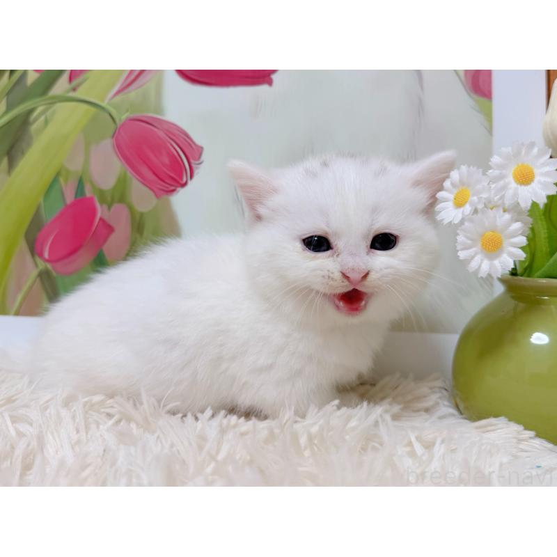 販売中の千葉県のミヌエット(短足)-129197の9枚目