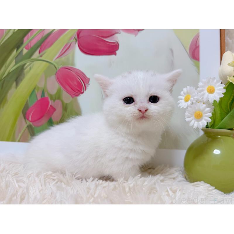 販売中の千葉県のミヌエット(短足)-129197の8枚目