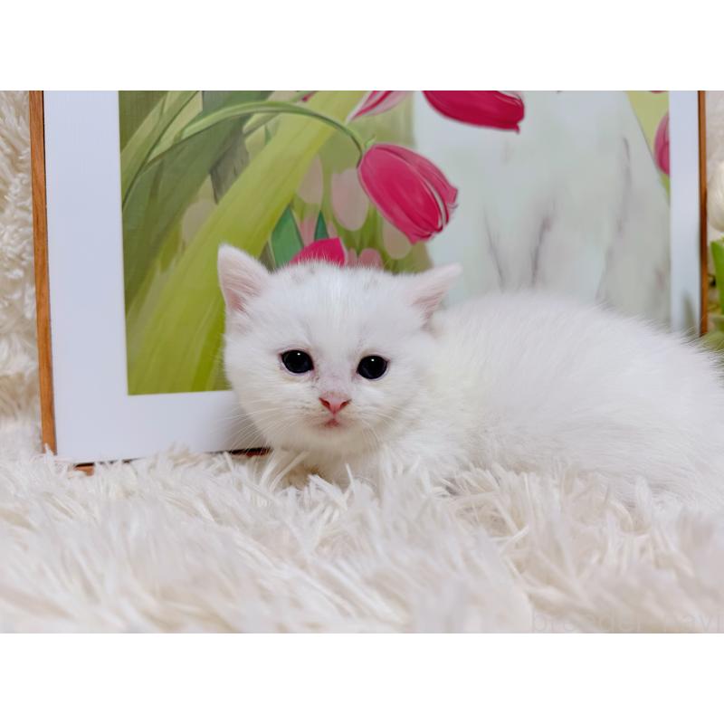 販売中の千葉県のミヌエット(短足)-129197の7枚目