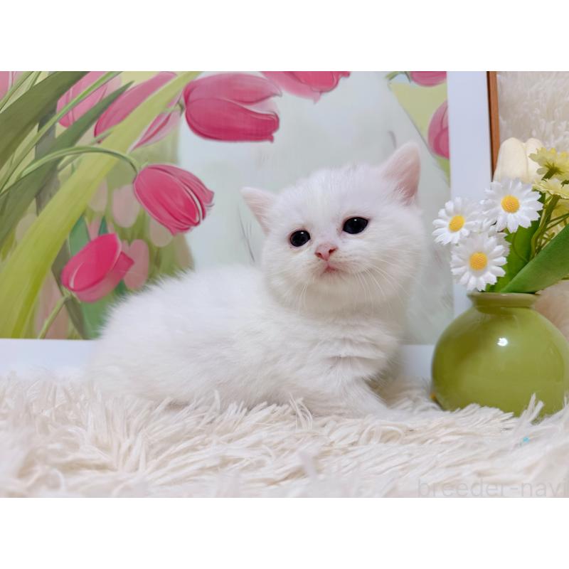 販売中の千葉県のミヌエット(短足)-129197の6枚目