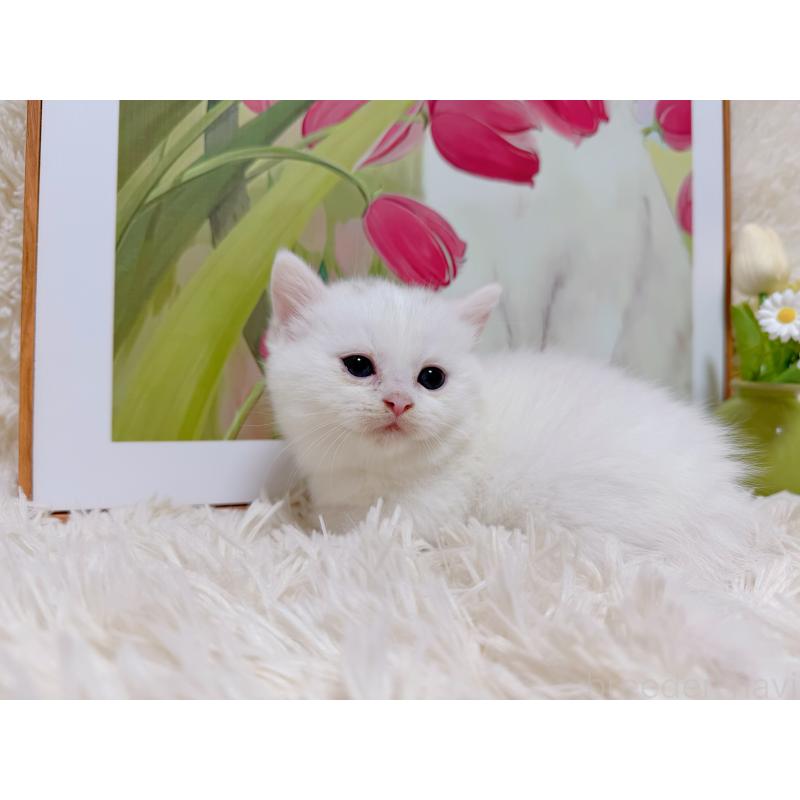 販売中の千葉県のミヌエット(短足)-129197の5枚目