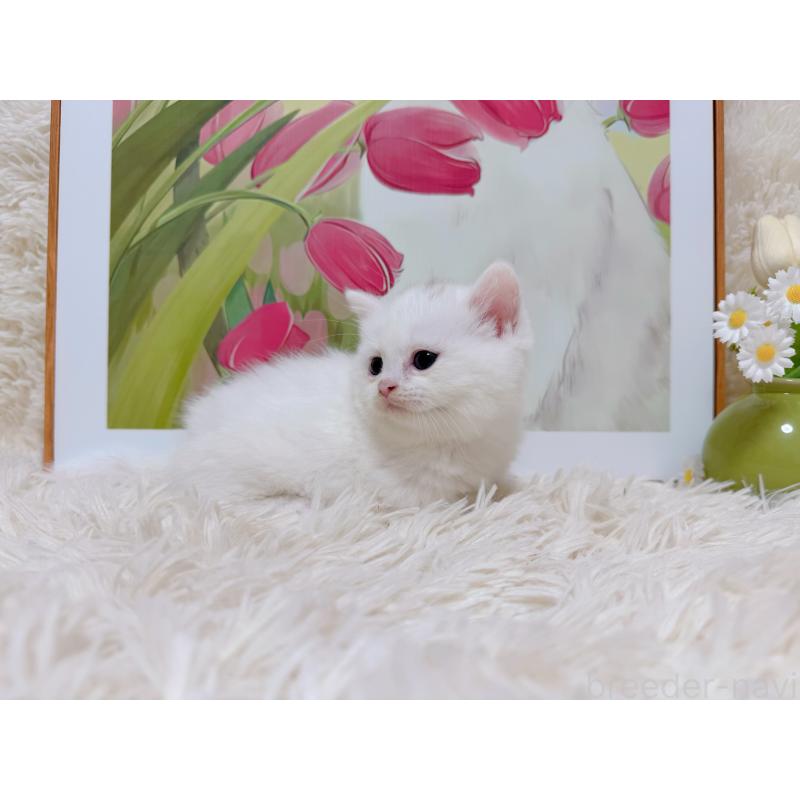 販売中の千葉県のミヌエット(短足)-129197の4枚目