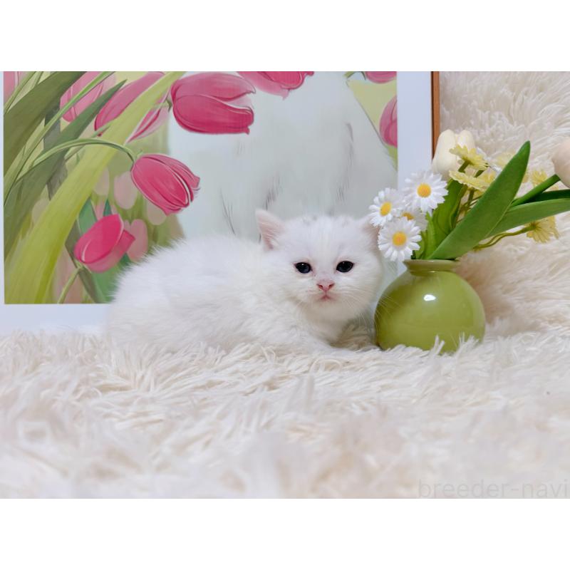 販売中の千葉県のミヌエット(短足)-129197の3枚目