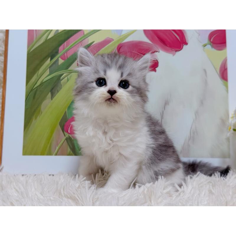 販売中の千葉県のミヌエット-129196の10枚目