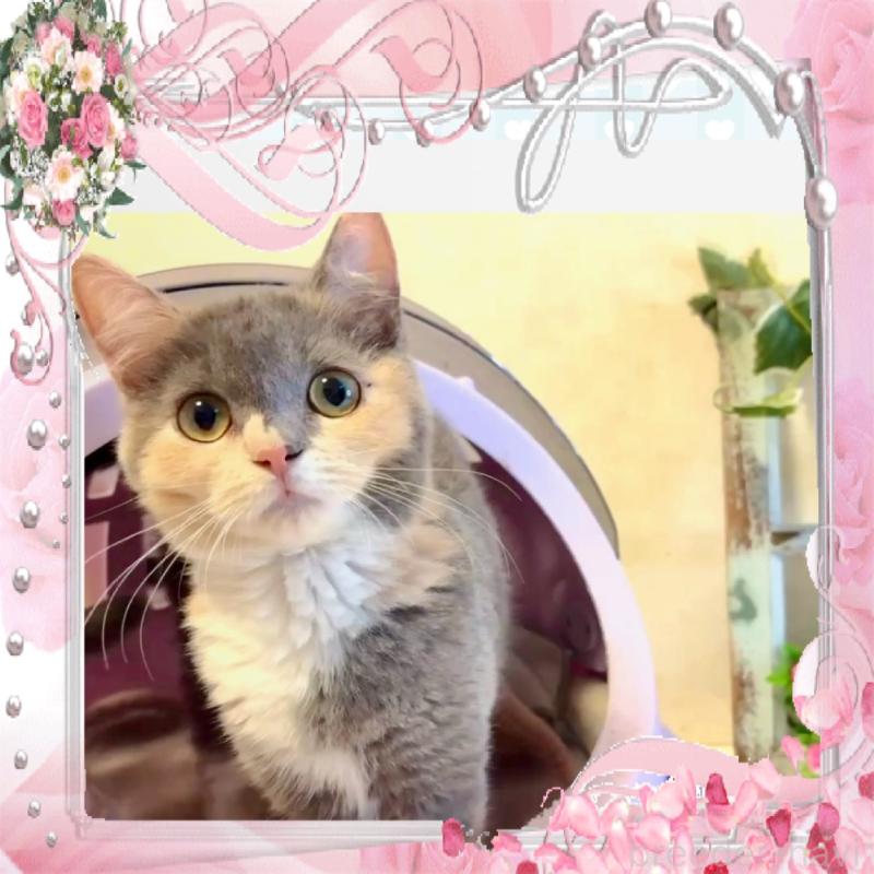 販売中の大阪府のスコティッシュストレート-118264の1枚目