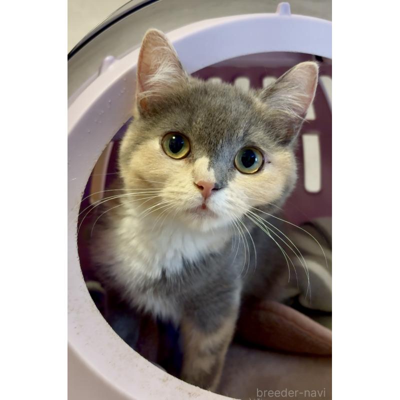 販売中の大阪府のスコティッシュストレート-118264の5枚目