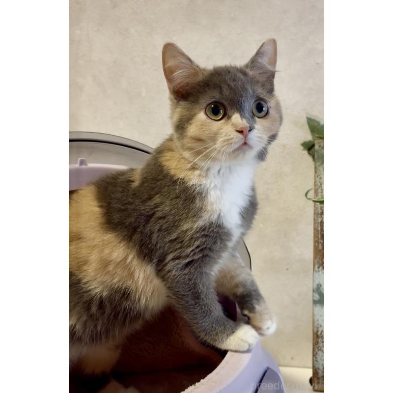 販売中の大阪府のスコティッシュストレート-118264の4枚目