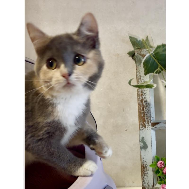 販売中の大阪府のスコティッシュストレート-118264の3枚目