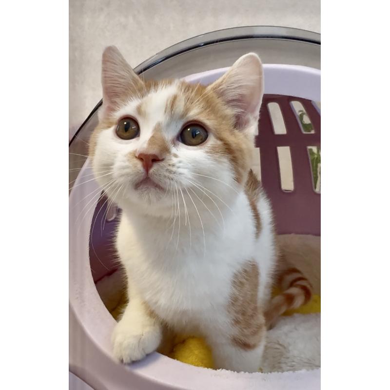 販売中の大阪府のスコティッシュストレート-123344の2枚目