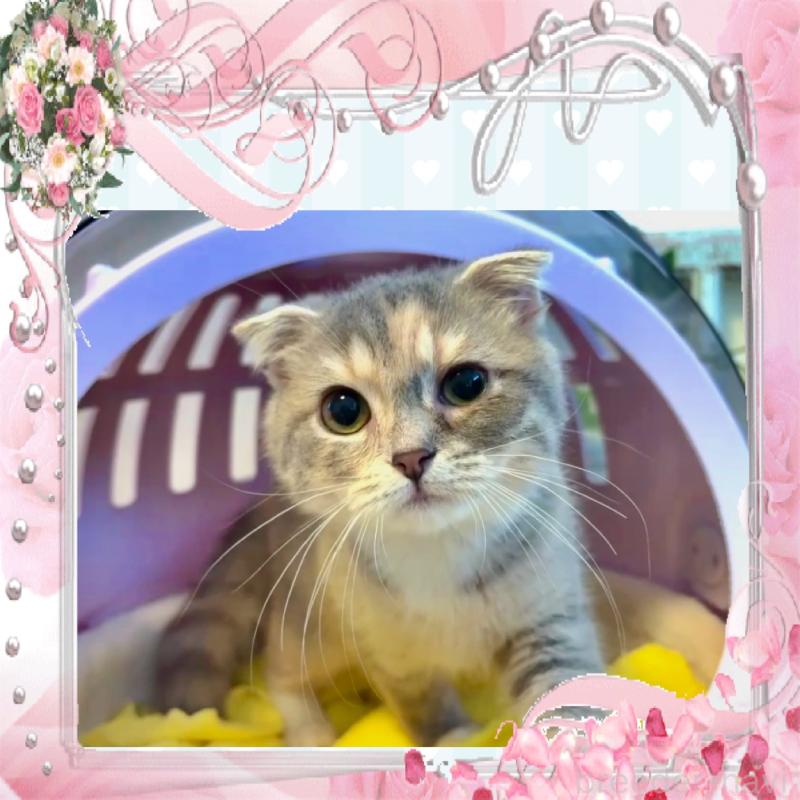 商談中の大阪府のスコティッシュフォールド(折れ耳)-118265の1枚目