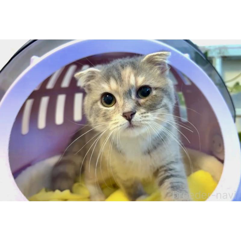 商談中の大阪府のスコティッシュフォールド(折れ耳)-118265の3枚目