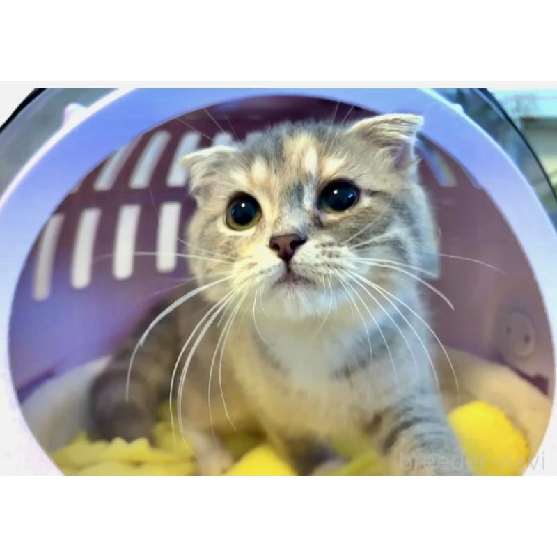 商談中の大阪府のスコティッシュフォールド(折れ耳)-118265の2枚目