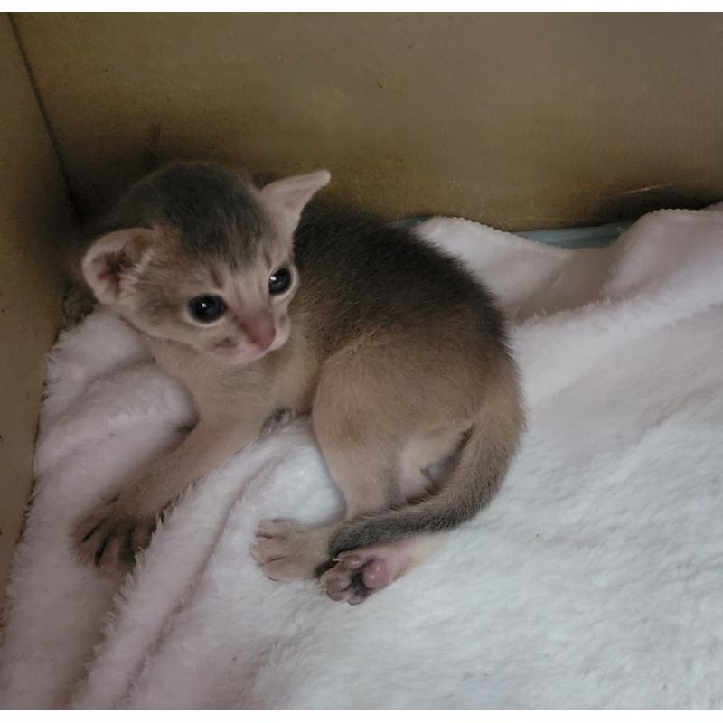 成約済の愛知県のアビシニアン-129640の4枚目