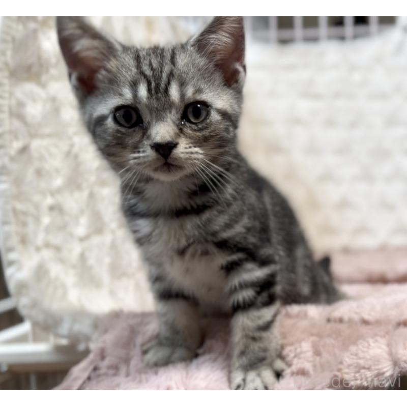 販売中の東京都のアメリカンショートヘア-127020の2枚目