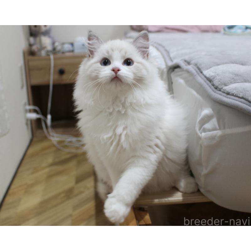 販売中の山梨県のラグドール-129484の9枚目