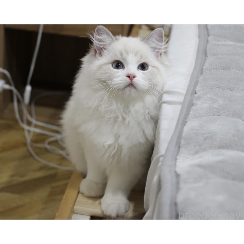 販売中の山梨県のラグドール-129484の8枚目
