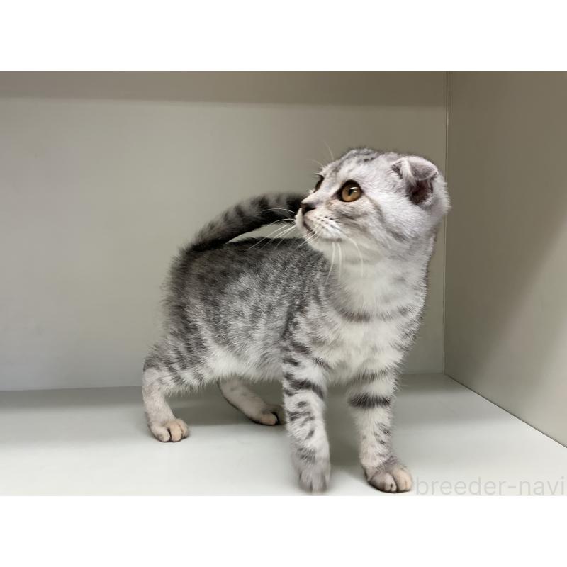 販売中の山形県のスコティッシュフォールド-124166の4枚目