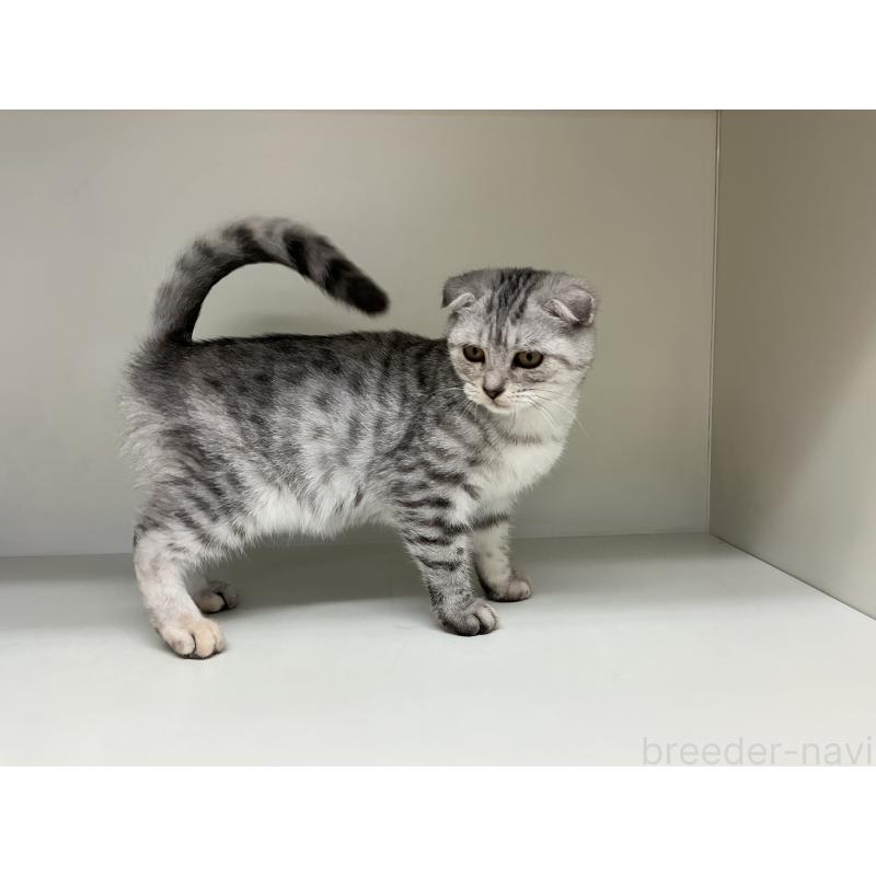 販売中の山形県のスコティッシュフォールド-124166の3枚目