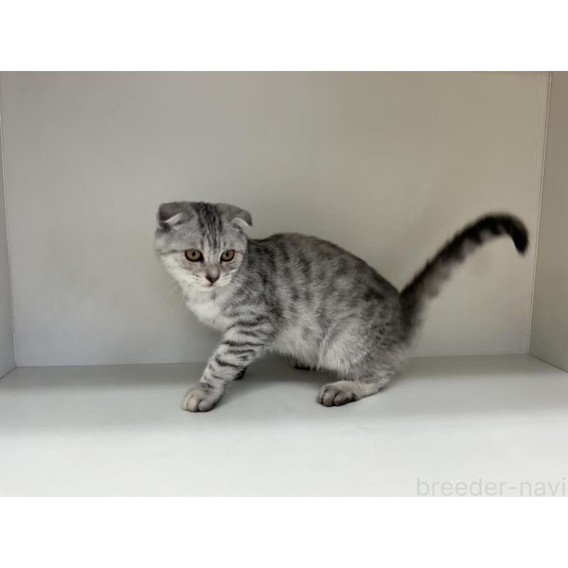 販売中の山形県のスコティッシュフォールド-124166の2枚目