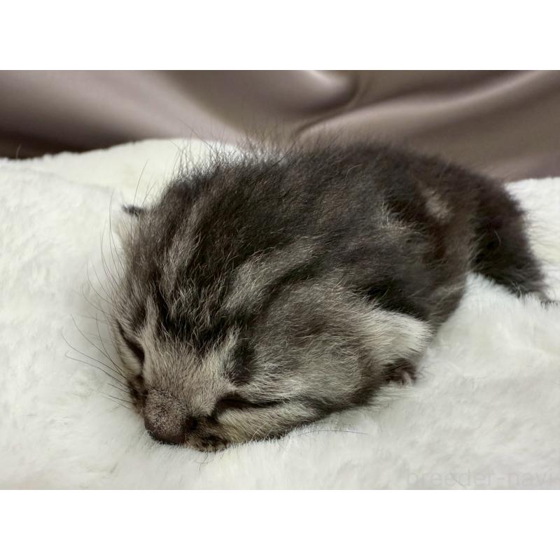 販売中の千葉県のアメリカンショートヘア-129865の9枚目