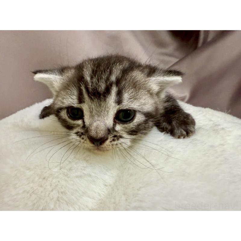 販売中の千葉県のアメリカンショートヘア-129865の5枚目