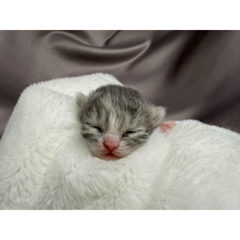 販売中の千葉県のスコティッシュフォールド(折れ耳)-129870の11枚目