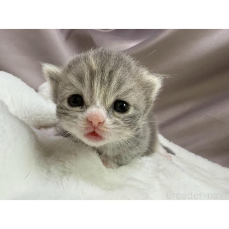販売中の千葉県のスコティッシュフォールド(折れ耳)-129870の6枚目