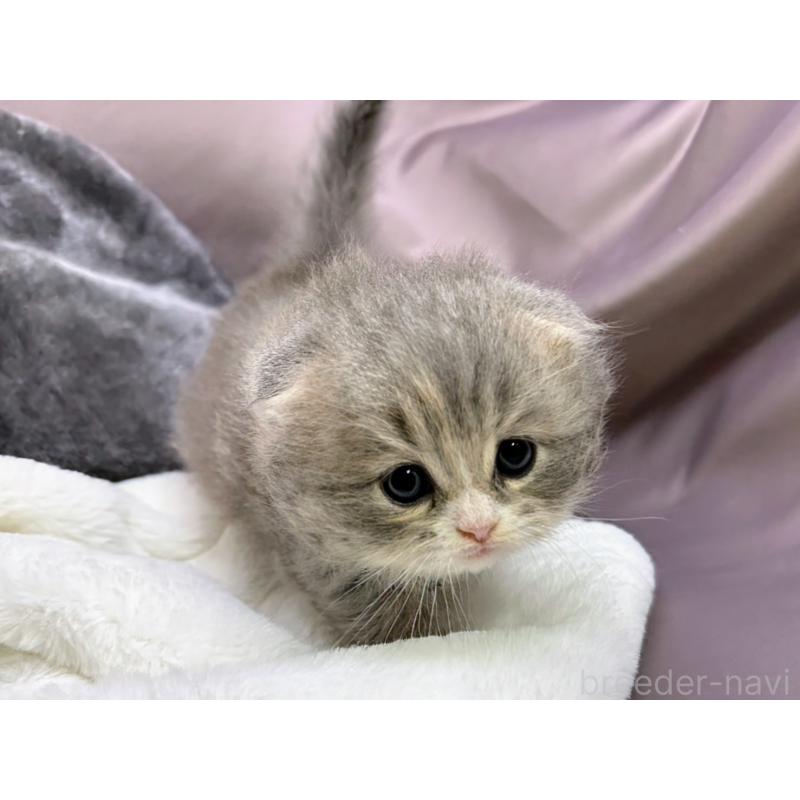 販売中の千葉県のスコティッシュフォールド(折れ耳)-129870の3枚目