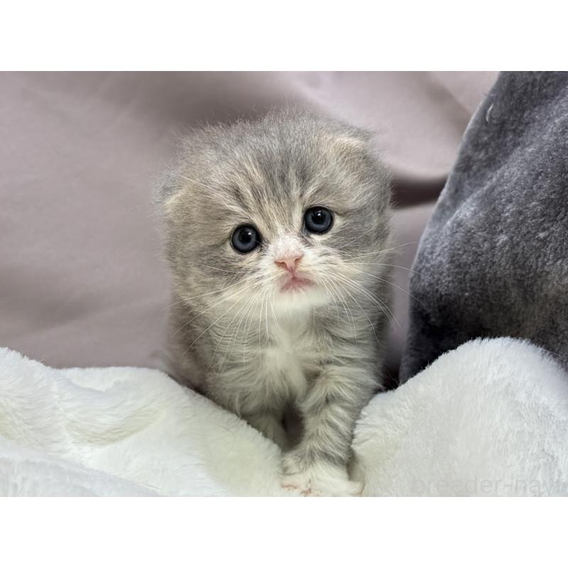 販売中の千葉県のスコティッシュフォールド(折れ耳)-129870の4枚目